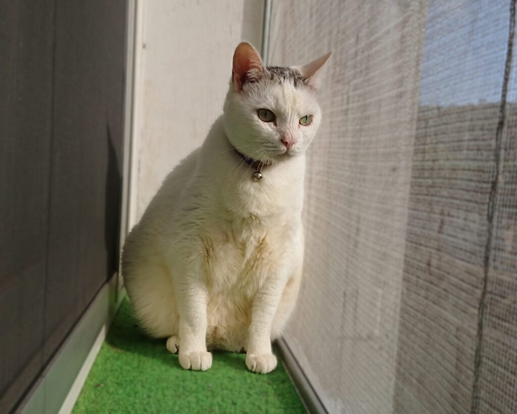 出窓から外を眺める白い猫