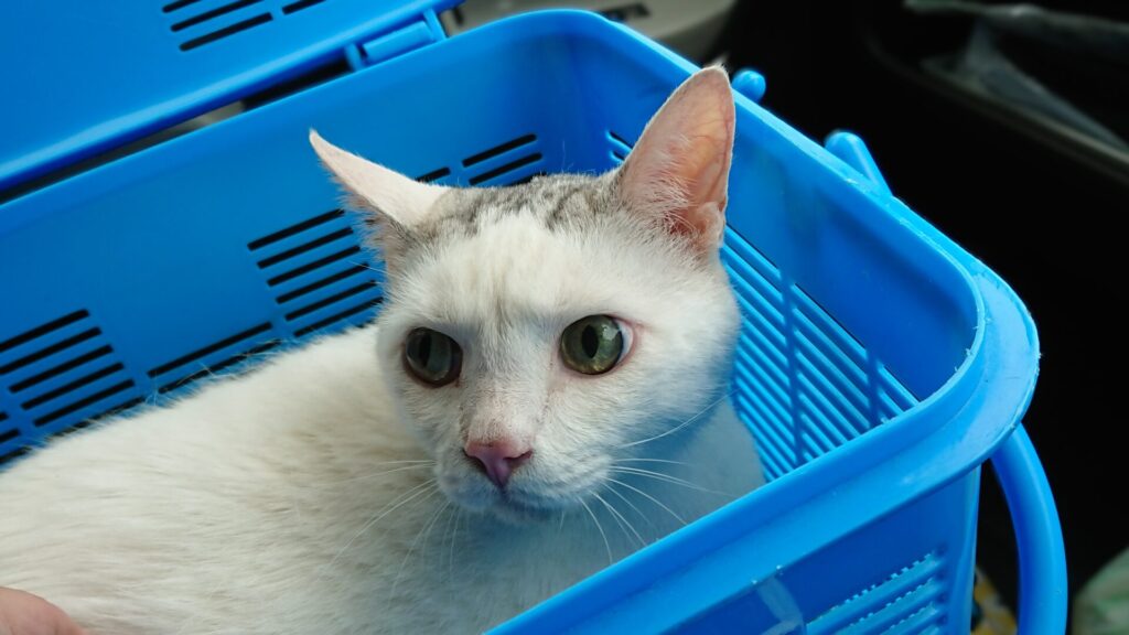 カゴの中の白い猫