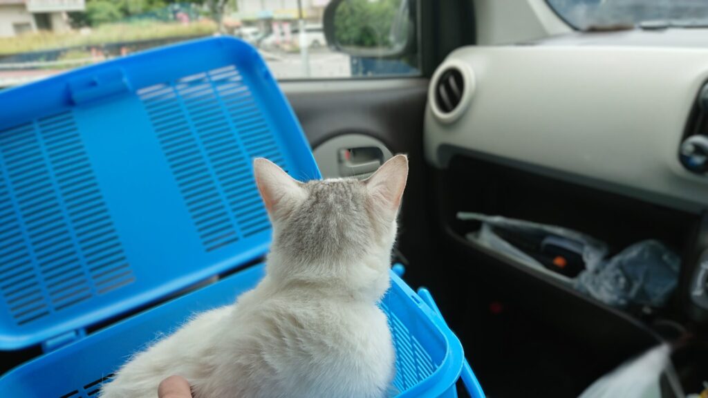 カゴの中で車の外を眺める白い猫