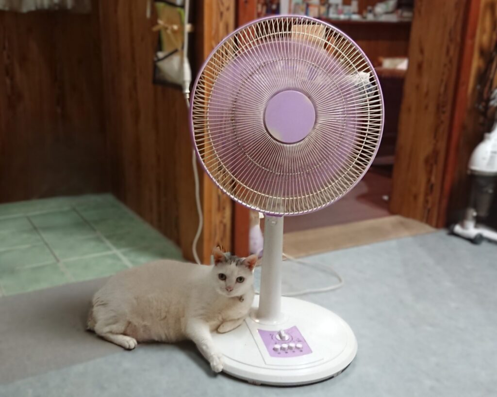 扇風機の下でくつろぐ白い猫
