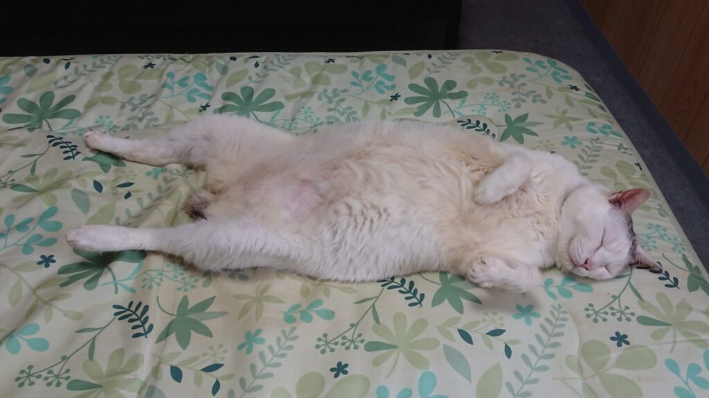 ベッドの上で仰向けに寝ている猫